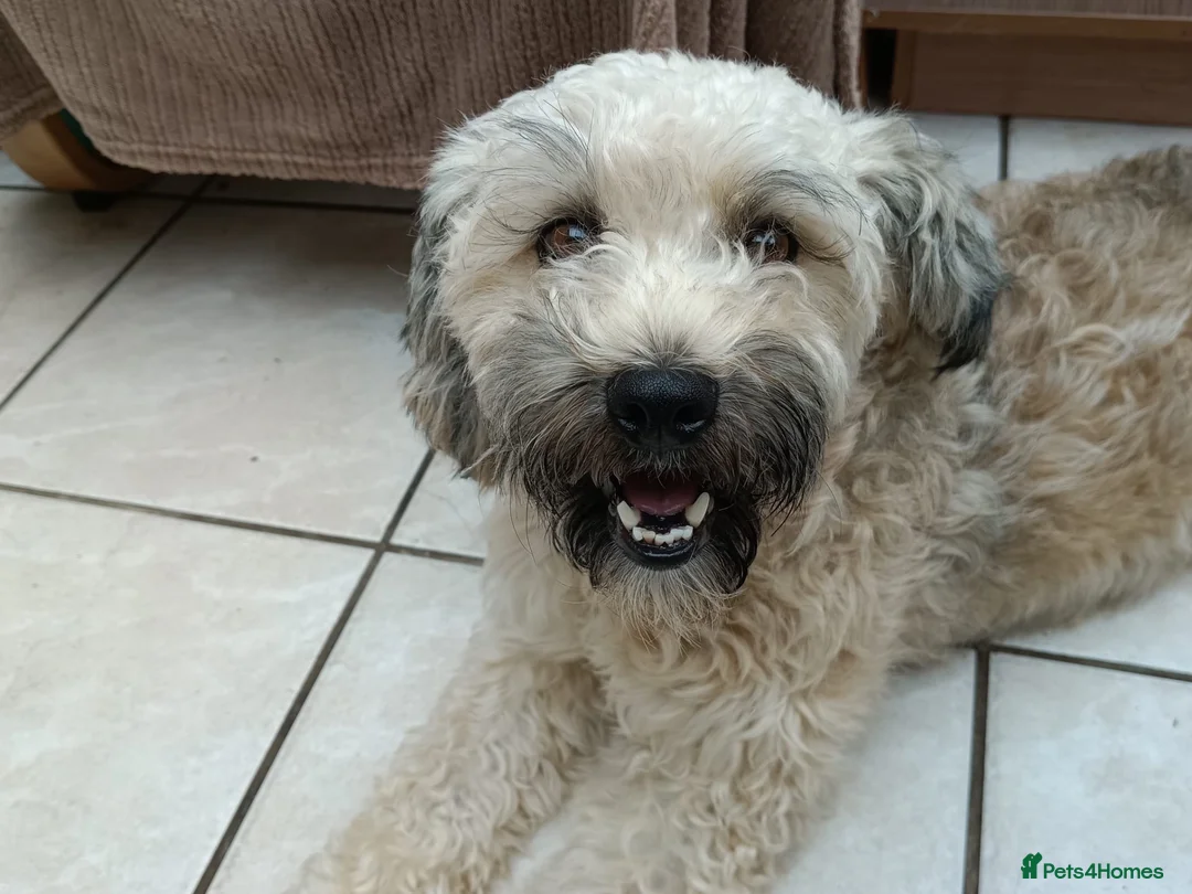 Mixed Breed dogs for adoption: Petunia 🌺  in Bedford - Advert 1