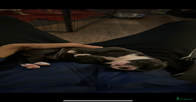 Staffordshire Bull Terrier dogs - Advert 3