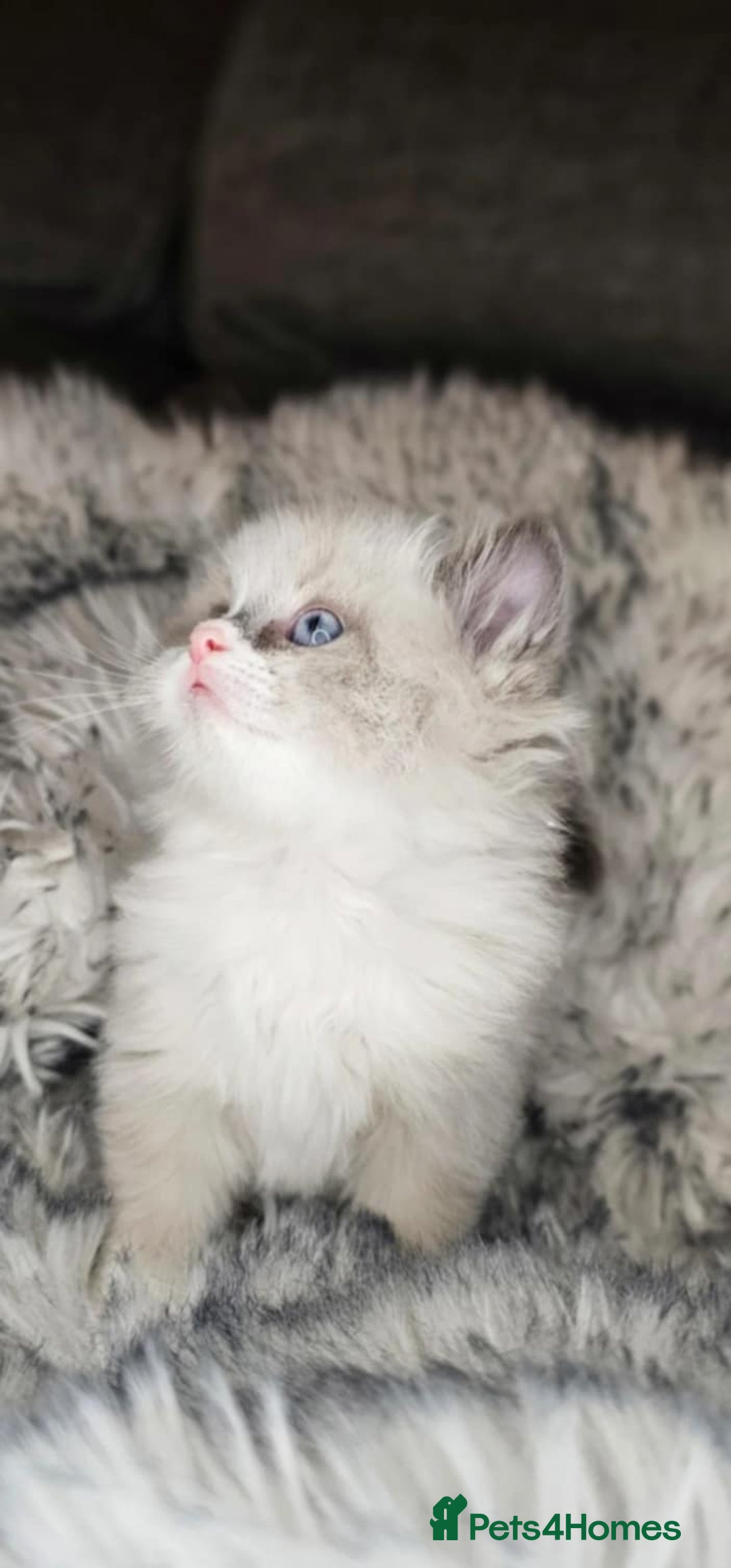 Ragdoll cats for sale: Beautiful ragdoll - Advert 3