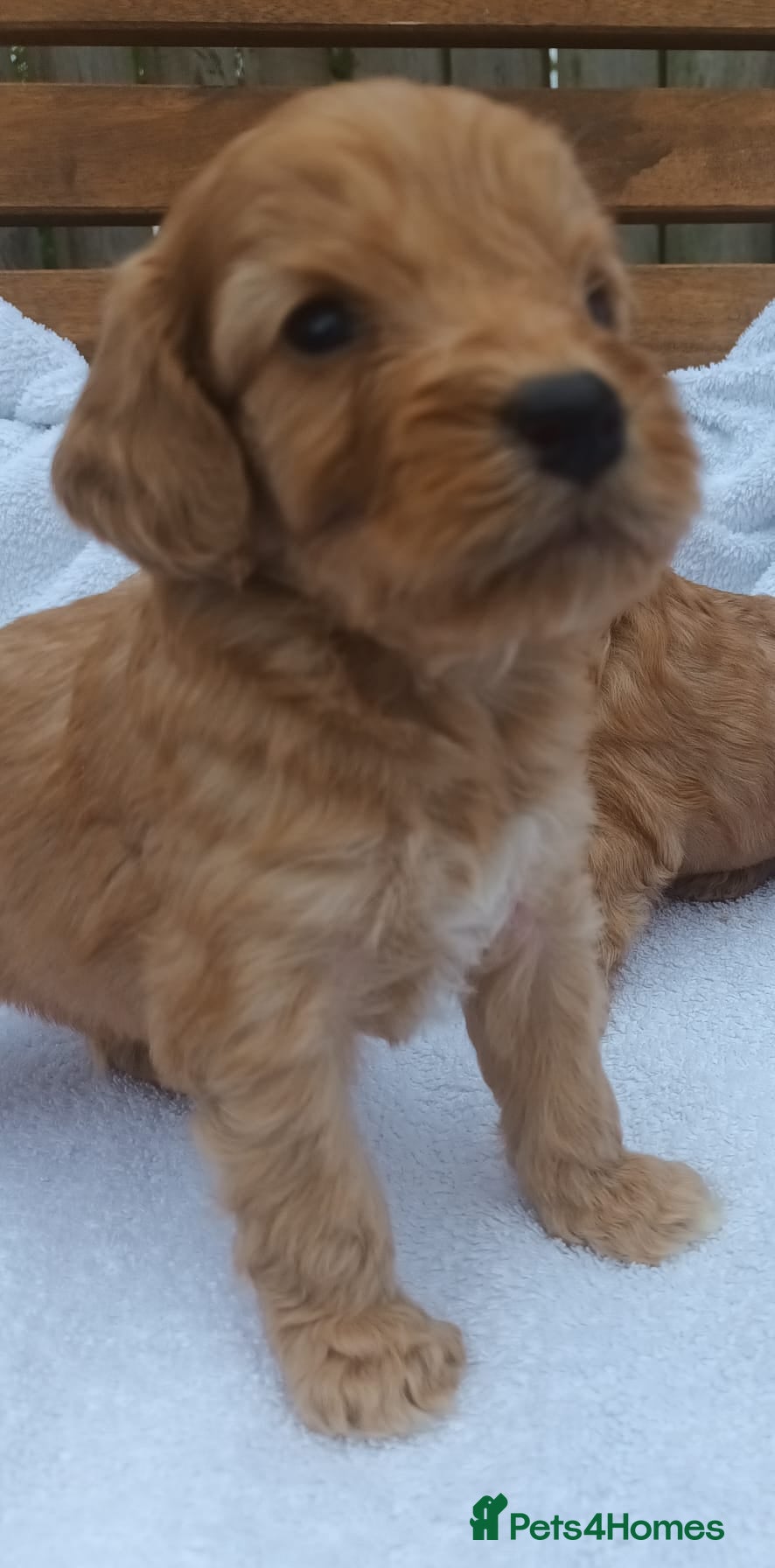 Cockapoo dogs STUNNING SHOW LINE F1 COCKAPOO PUPPIES FOR SALE - Advert 1
