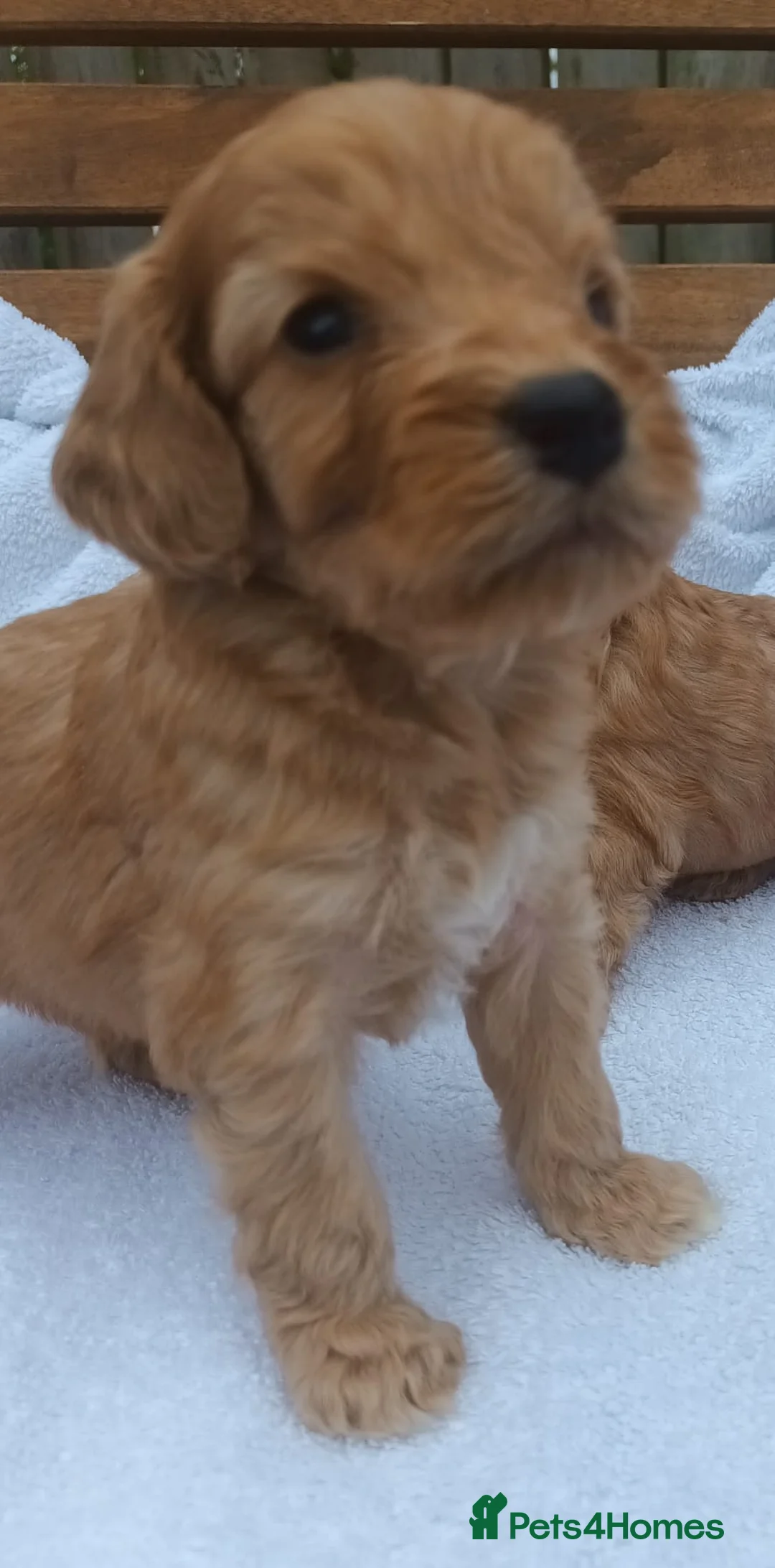 Cockapoo dogs for sale: STUNNING SHOW LINE F1 COCKAPOO PUPPIES FOR SALE in Maybole - Advert 1