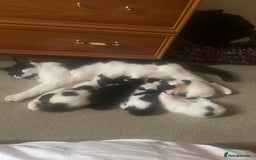 Mixed Breed cats for sale: Harlequin Mixed Breed Kittens  - Image 11