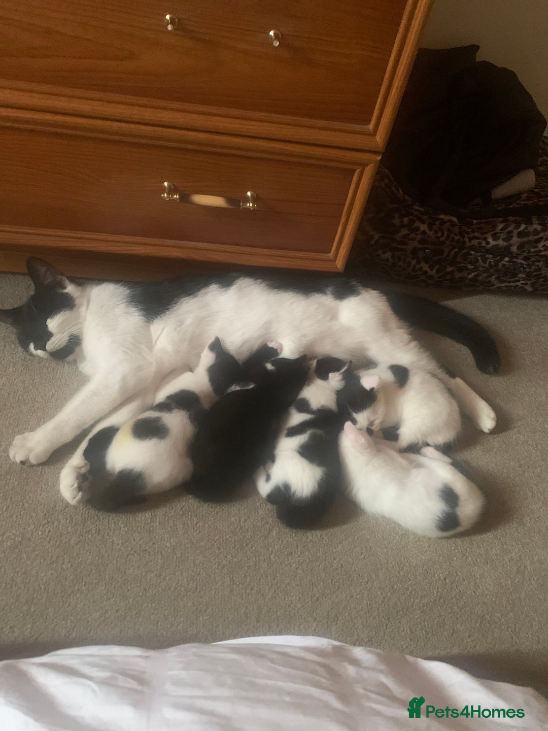 Mixed Breed cats for sale: Harlequin Mixed Breed Kittens  - Image 11