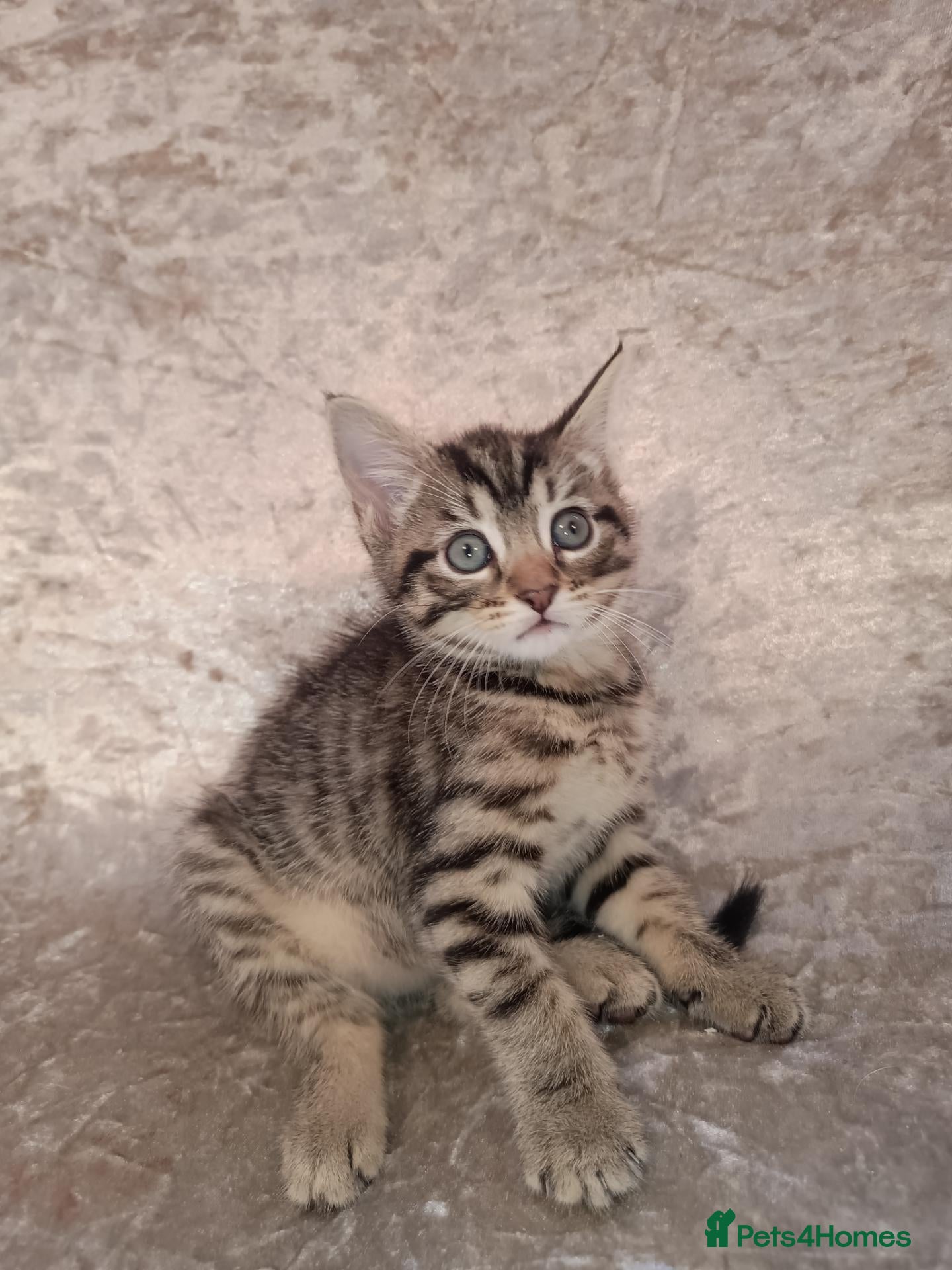 Mixed Breed cats Female tabby and black boy - Advert 6