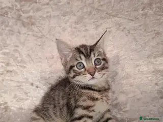 Mixed Breed cats Female tabby and black boy - Advert 6