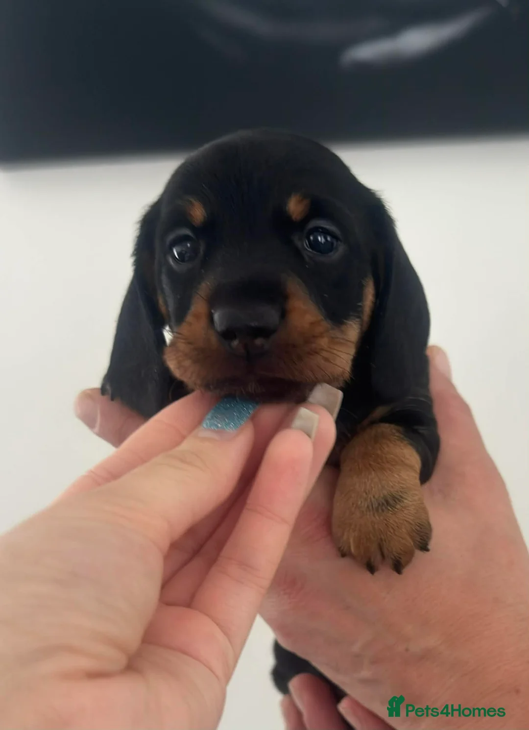Miniature Dachshund dogs for sale: Miniature dachshunds! - Advert 15