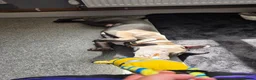 Staffordshire Bull Terrier dogs for sale: Rocco - Advert 25