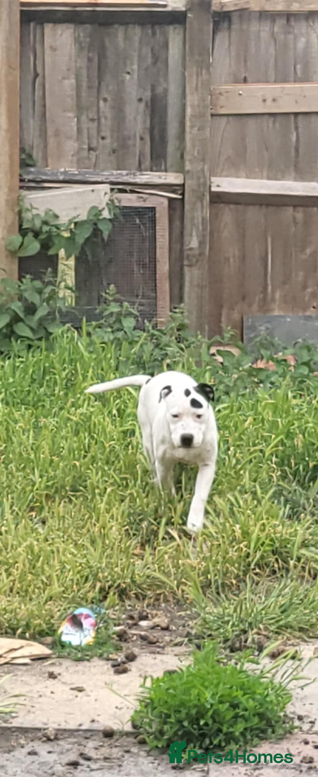 Mixed Breed dogs for sale: Male 7 months old  - Image 4