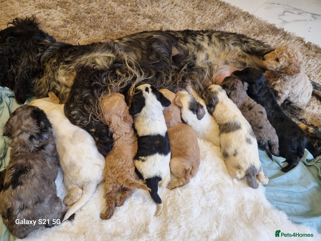 Cockapoo dogs for sale: Cockapoos - Image 1