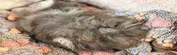 Guinea Pig rodents for sale: LOVELY BABY GUINEA PIGS - Advert 6