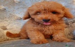 Maltipoo dogs for sale: Beautiful maltipoo puppies for sale - Image 4