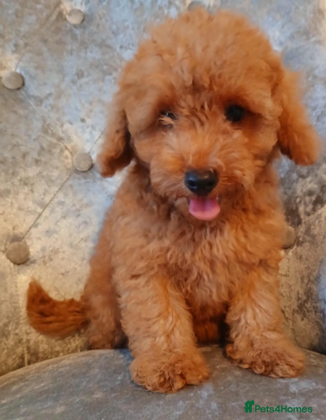 Maltipoo dogs for sale: Beautiful maltipoo puppies for sale - Image 4