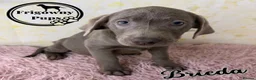 Labrador Retriever dogs for sale: 🩶🩶 SILVER LABRADOR GIRLS 🩶🩶 - Advert 5