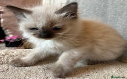 Ragdoll cats for sale: 3 Stunning Ragdoll boys - Image 4
