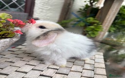 Mini Lop rabbits for sale: Stunning Mini Lop Bunnies🤍🌾 - Image 2