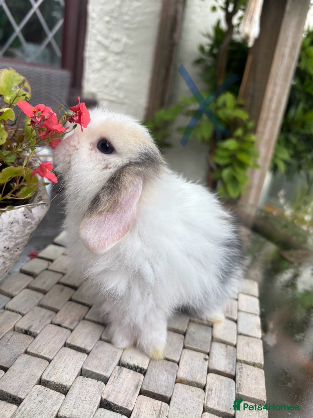 Mini Lop rabbits for sale: Stunning Mini Lop Bunnies🤍🌾 - Image 2