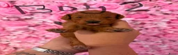 Toy Poodle dogs for sale: Red Toy Poodle Puppies  in Kidderminster - Advert 6