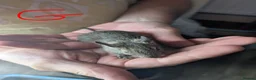 Degus rodents for sale: Lovely Degus ready for their forever homes - Advert 3