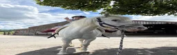 Other Breed horses for sale: Honest ad  in Selkirk - Advert 7