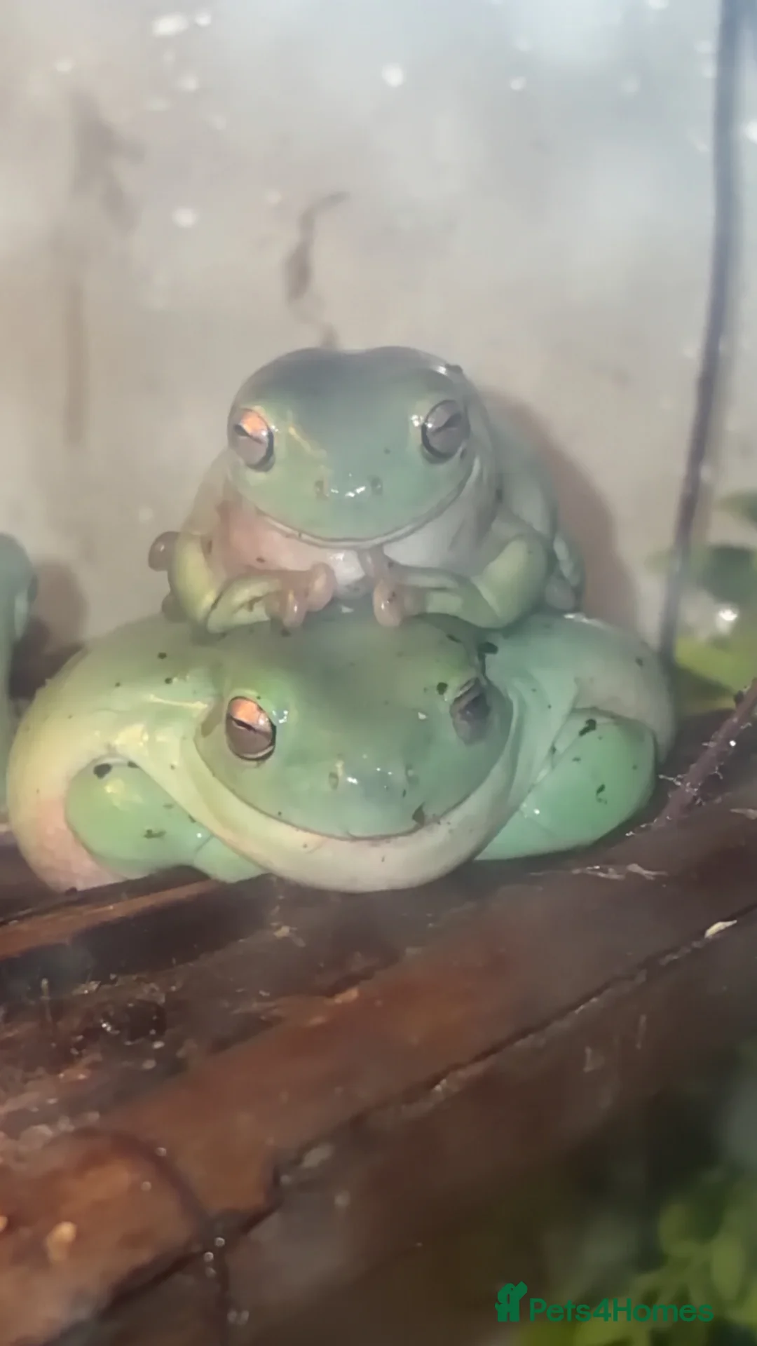 Frog reptiles for sale: Green tree frogs  - Advert 1