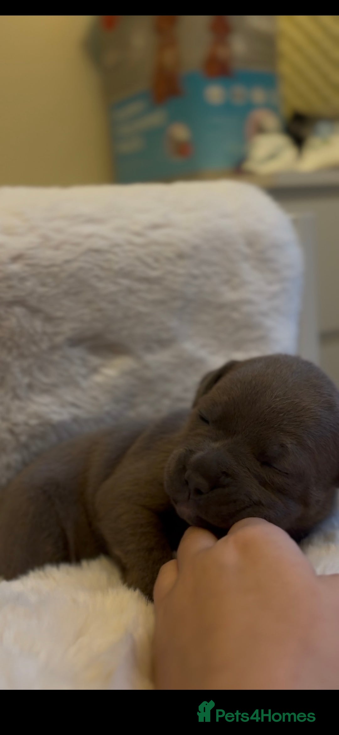 Staffordshire Bull Terrier dogs for sale: Beautiful Staffordshire Bull Terrier Puppies - Image 6