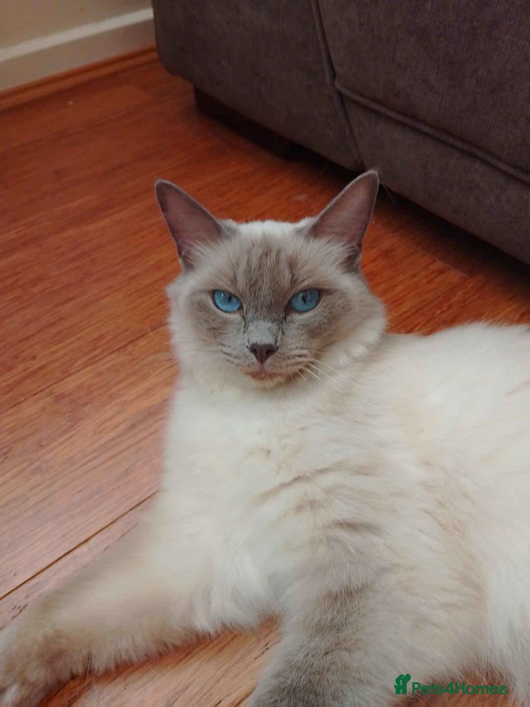 Ragdoll cats for sale: 1 Black Ragdoll Cross Kitten NO OTHER CATS/DOGS  - Image 5