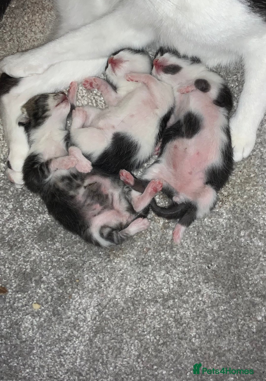 British Shorthair cats for sale: 3 beautiful kitten looking for loving homes  - Image 1