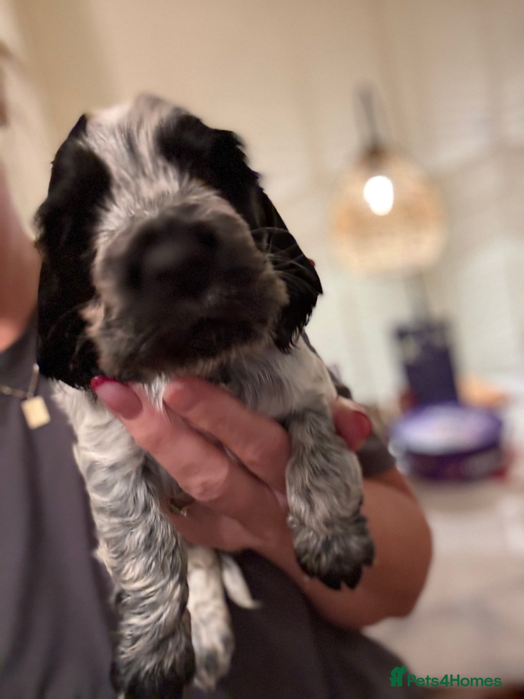 Cocker Spaniel dogs for sale: Quality kc show type cocker spaniels - Advert 22