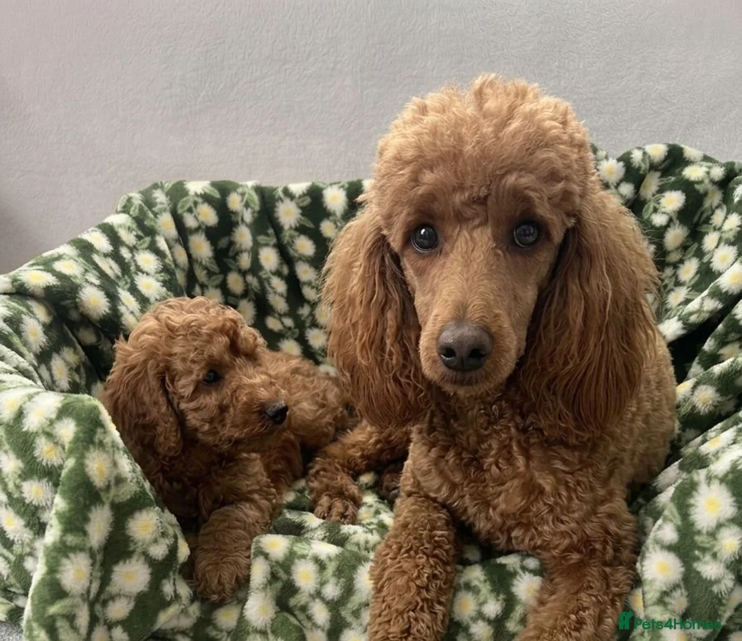 Cavapoo dogs for sale: Cavapoo puppy's  in Coventry - Advert 2