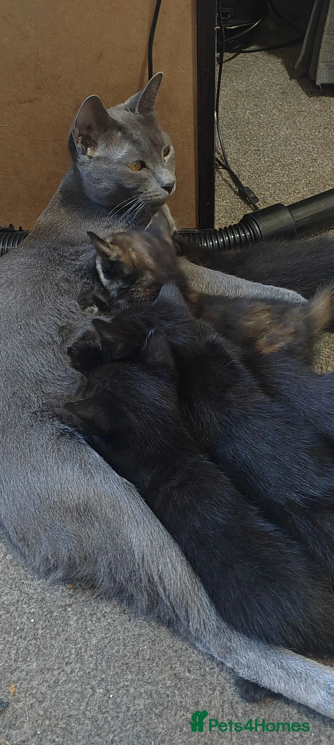 Mixed Breed cats for sale: 5 beautiful mixed kittens looking for home in Market Drayton - Advert 11