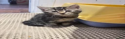 Mixed Breed cats for sale: Extremely Affectionate Bengal Mix Girl 🩷 - Advert 4