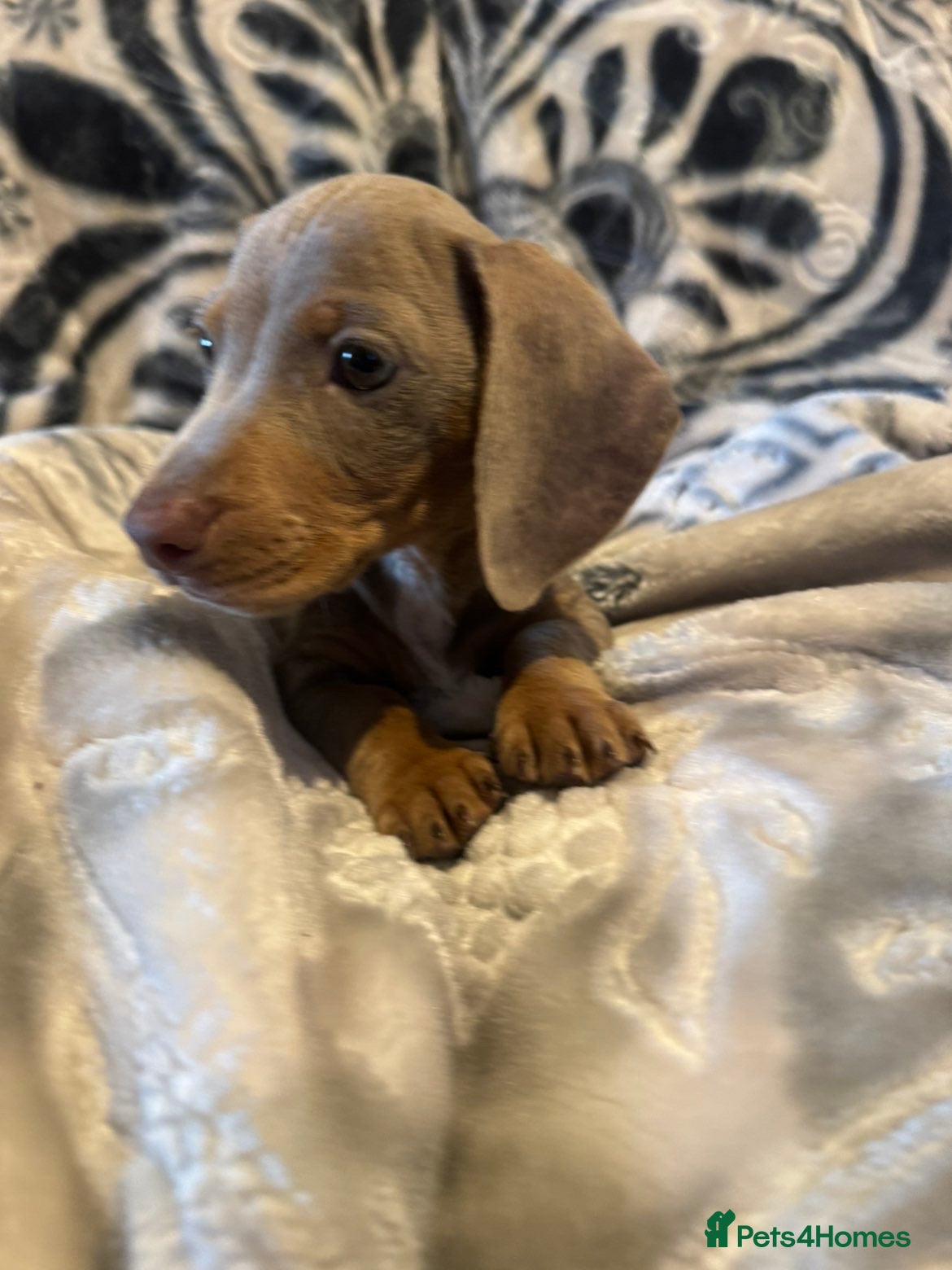 Dachshund dogs Last Male Daschund left looking for a home  - Advert 18