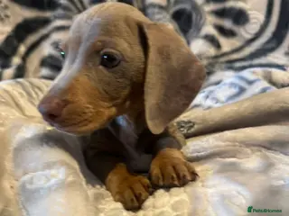 Dachshund dogs Last Male Daschund left looking for a home - Advert 18