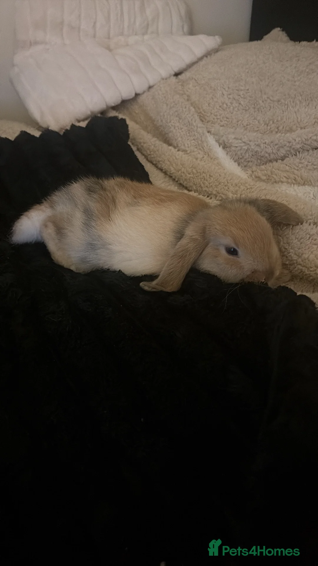 Mini Lop rabbits for sale: Female Mini lop for sale  in London - Advert 2