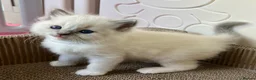 Ragdoll cats for sale: Purebred Ragdolls Kittens in Bournemouth - Advert 10