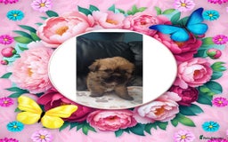 Shih Tzu dogs for sale: Beautiful trio colours Shihtzu puppies 1 left ❤️ - Image 3