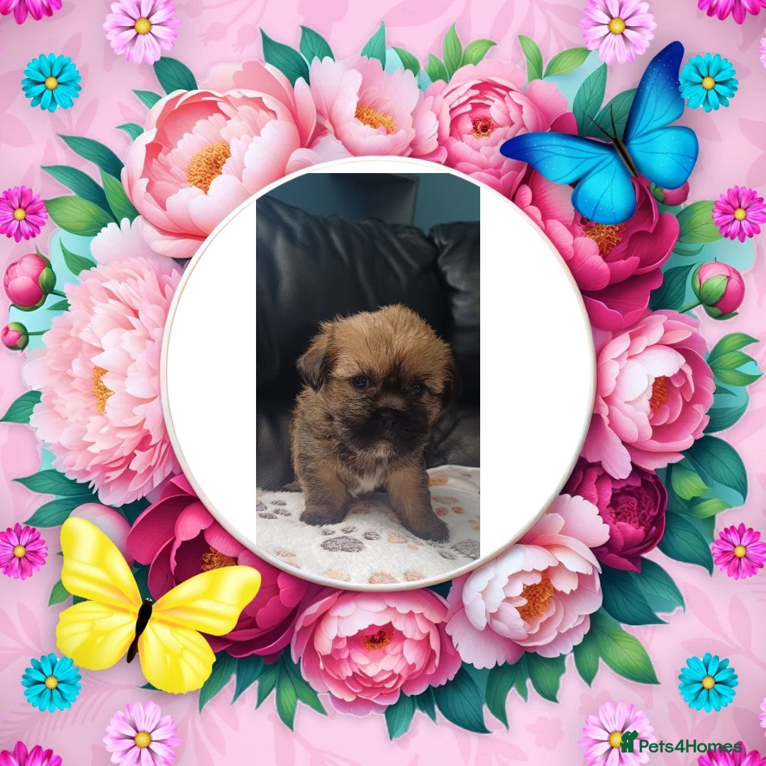 Shih Tzu dogs for sale: Beautiful trio colours Shihtzu puppies 1 left ❤️ - Image 3