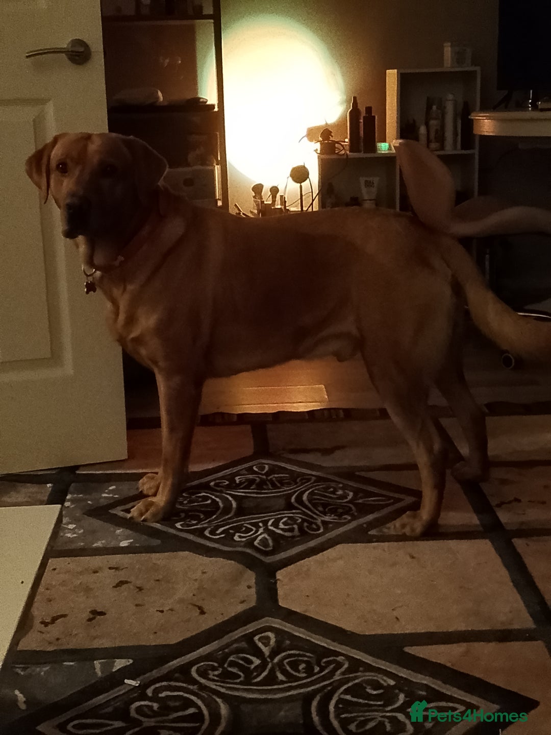 Labrador Retriever dogs for stud: Sir Bonzo - Image 2