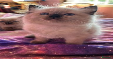 Ragdoll cats - Advert 7