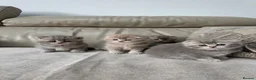 Scottish Fold cats for sale: Tica Scottish fold kittens - Advert 18