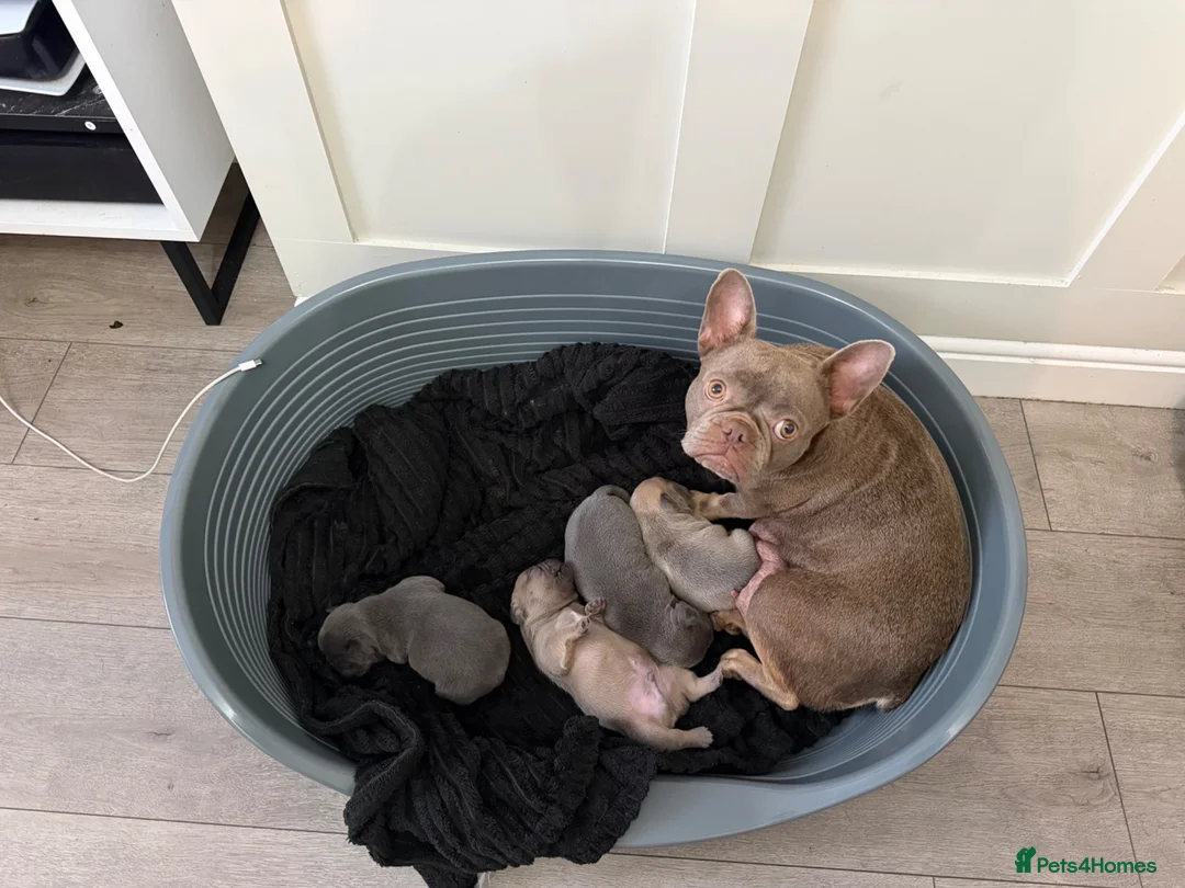 French Bulldog dogs for sale: 4 x Beuatiful Make French Bulldogs For Sale - Advert 2