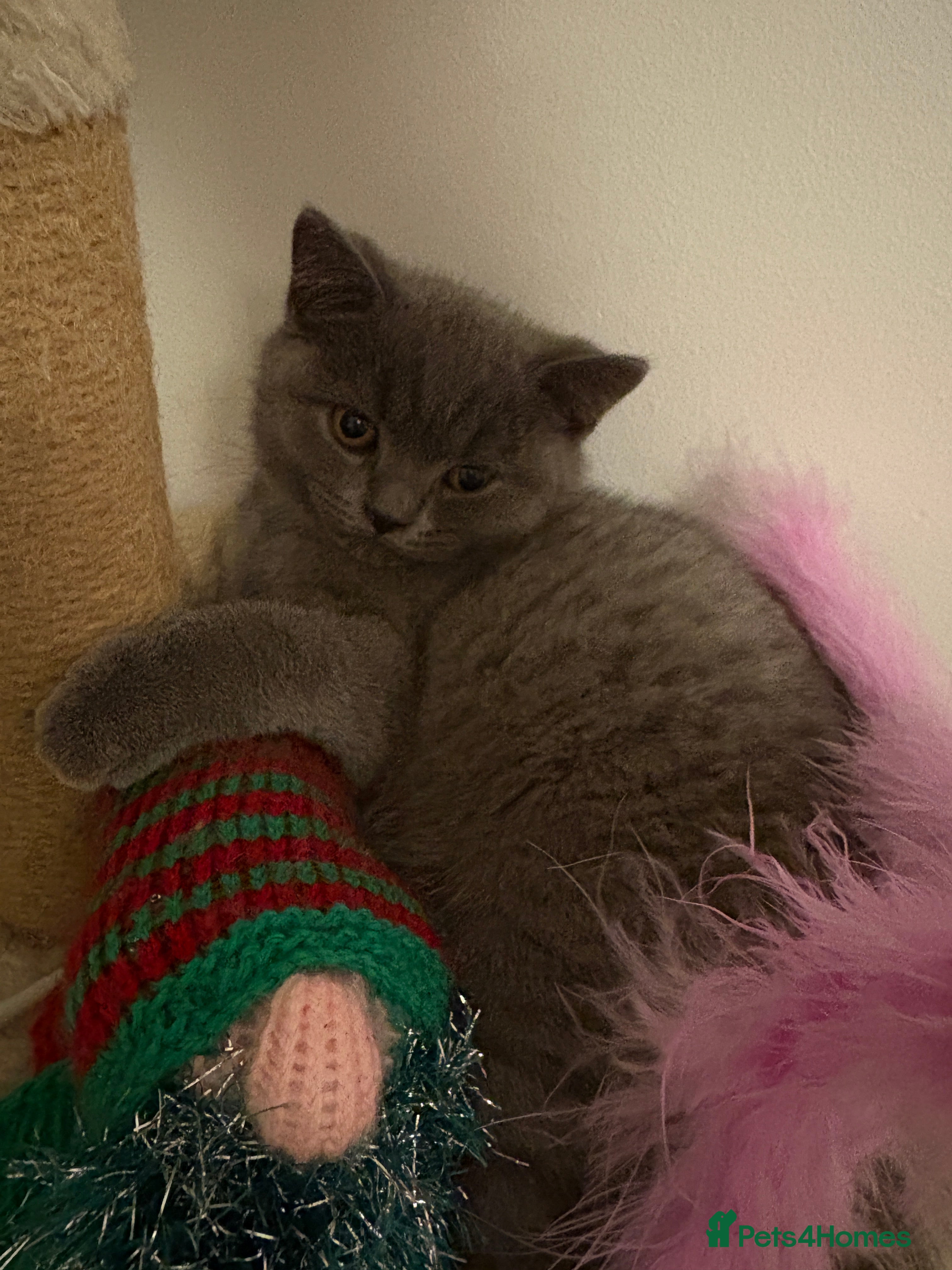 British Shorthair cats British Shorthair Blue-Grey Girl Kitten - Advert 17
