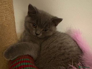 British Shorthair cats British Shorthair Blue-Grey Girl Kitten - Advert 17
