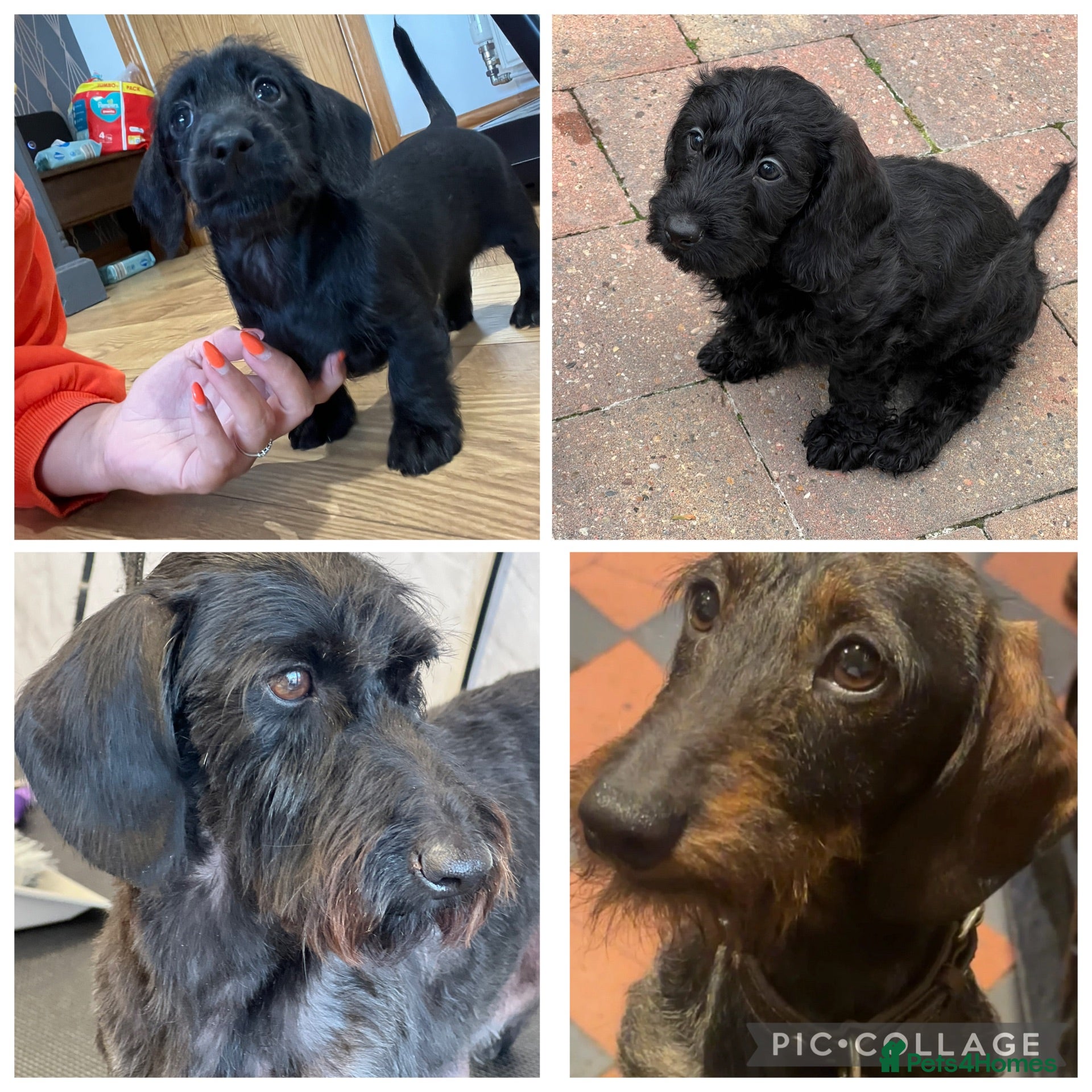 Miniature Dachshund dogs Home raised miniature wire haired dachshunds - Advert 1