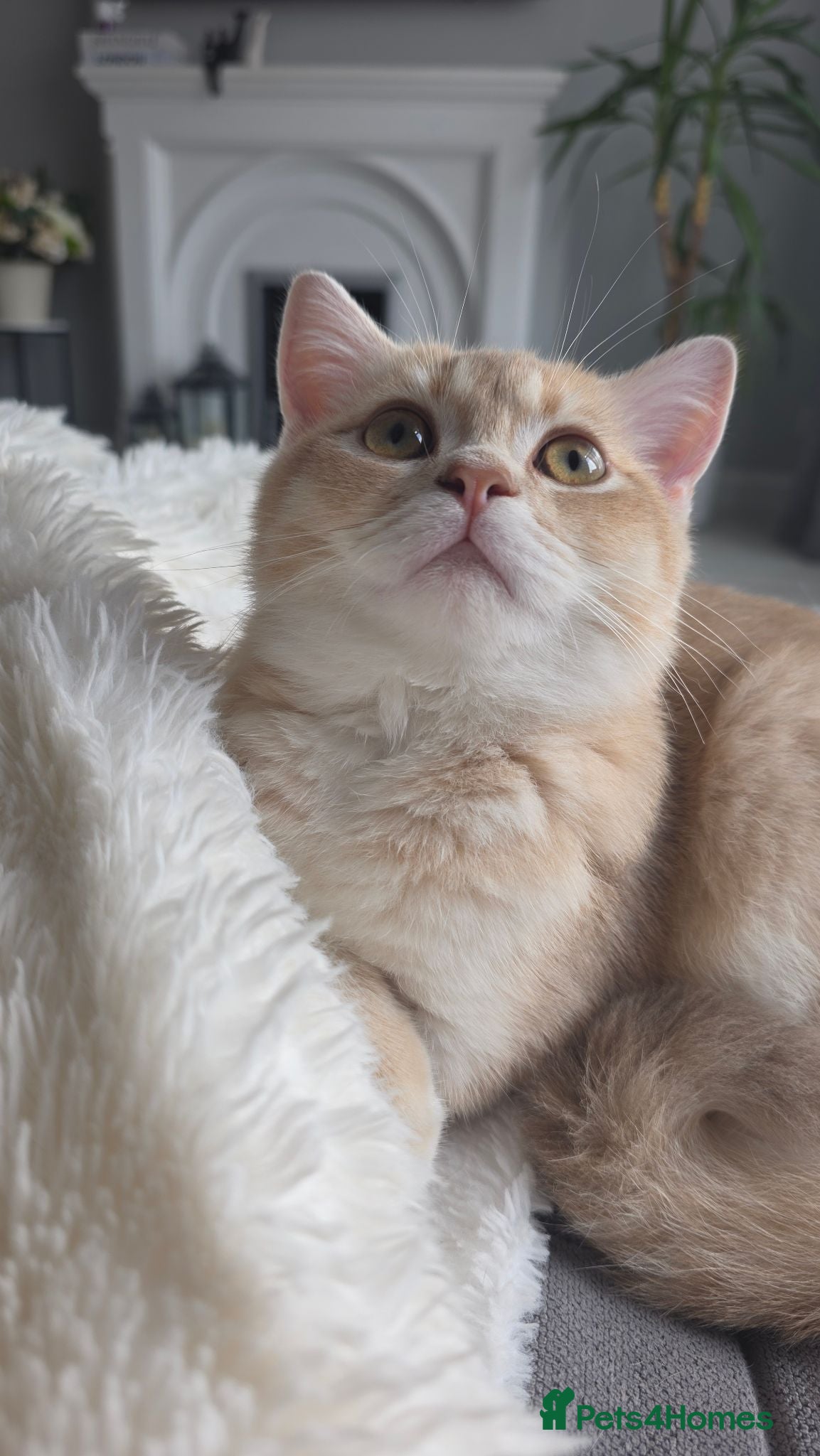 Scottish Fold cats LAST RARE INSTAGRAM KITTENS  - Advert 2