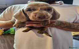 Dachshund dogs for sale: Short and long hair miniature dashund  - Image 19