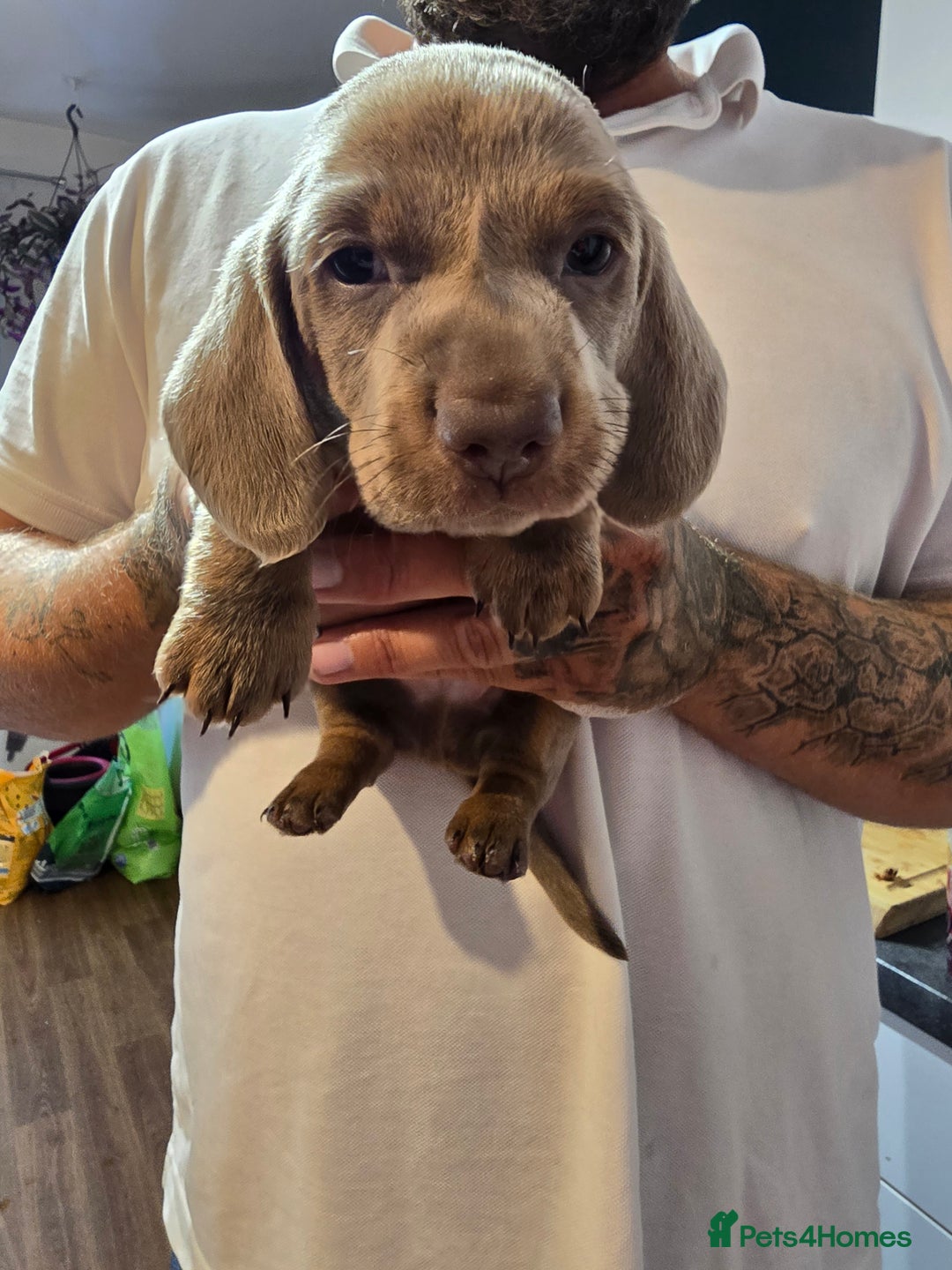 Dachshund dogs for sale: Short and long hair miniature dashund  - Image 19