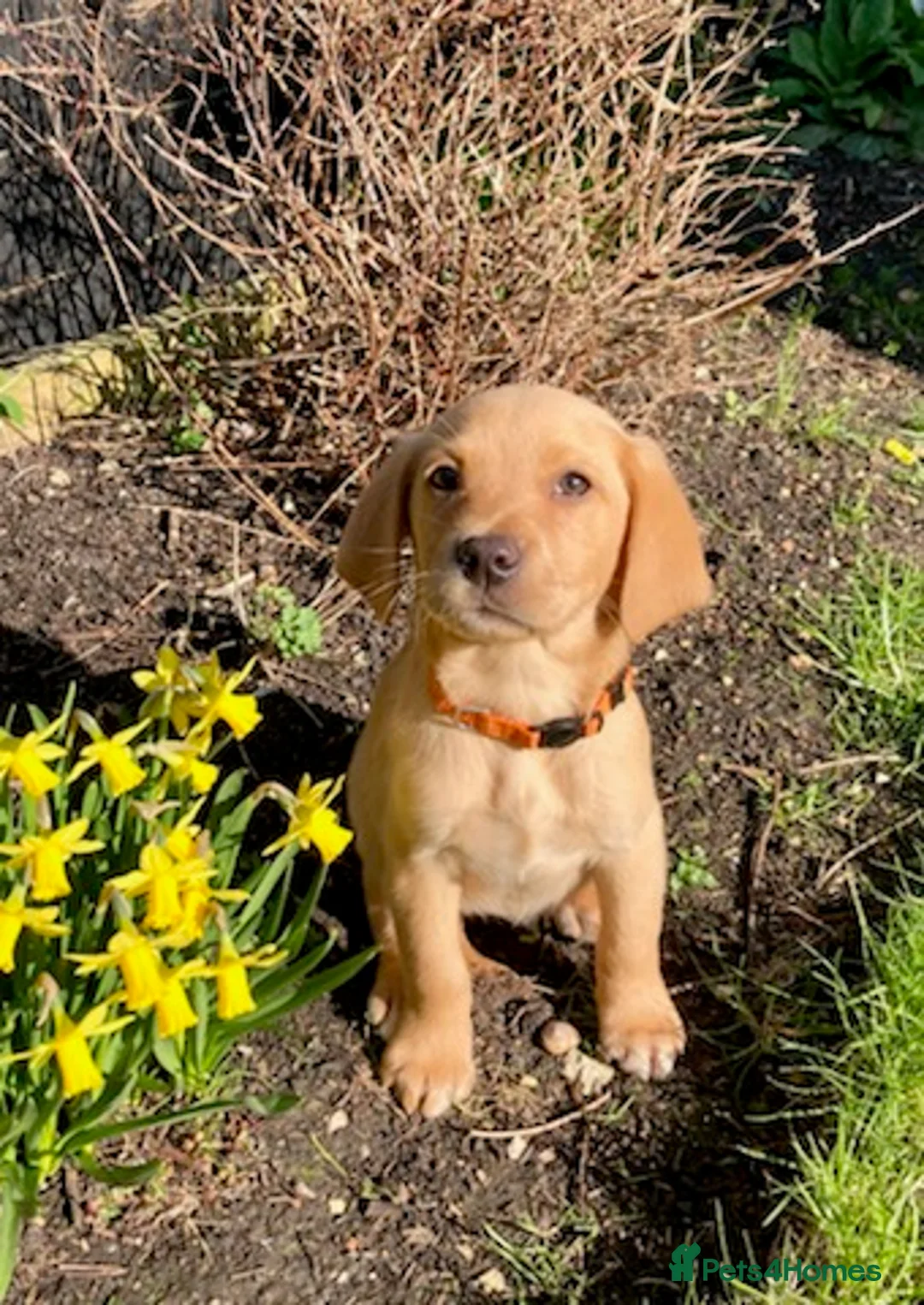 Labrador Retriever dogs for stud: KC Registered Labrador Stud Scooby in March - Advert 4