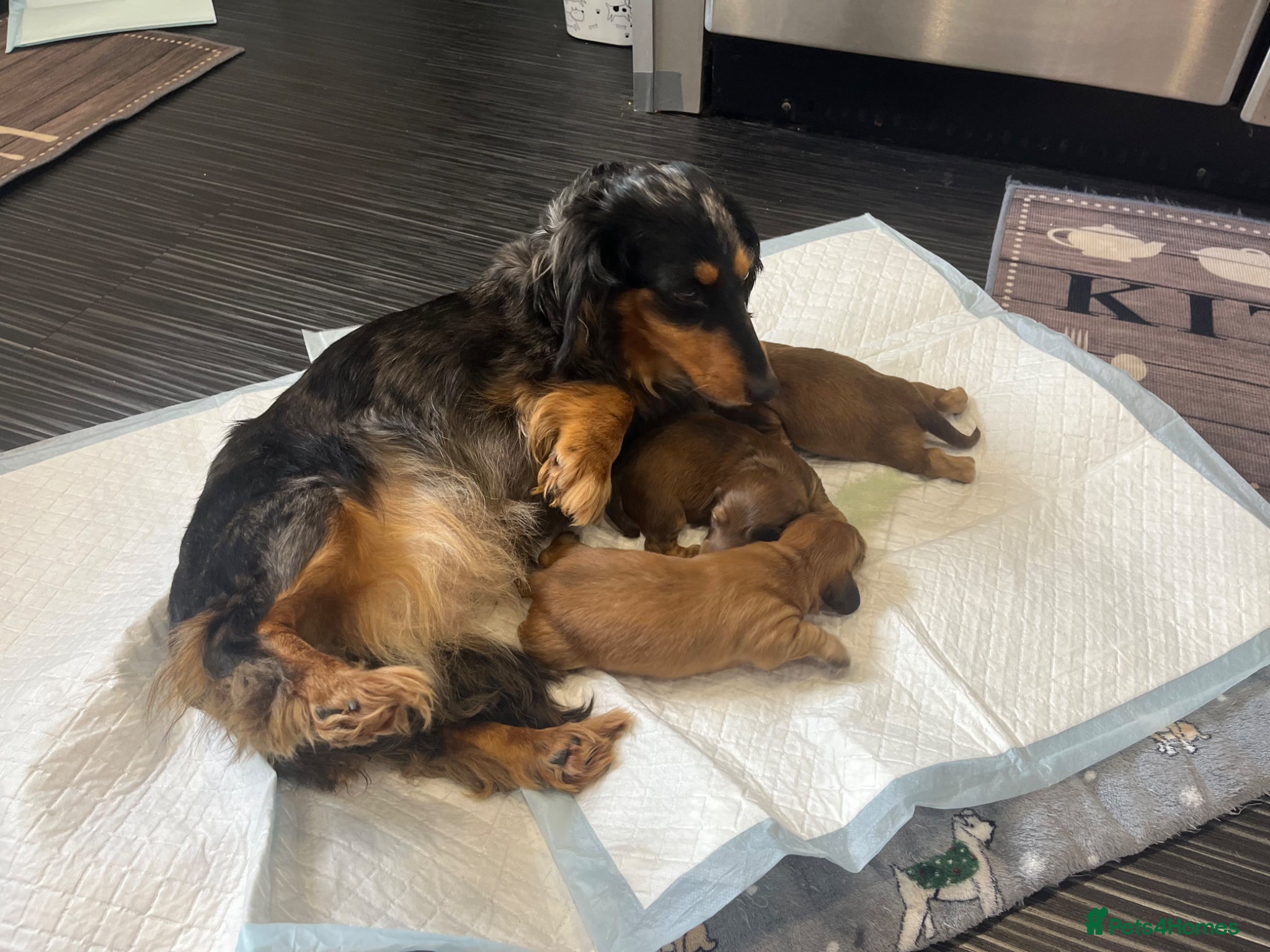 Dachshund dogs Stunning miniature daxi pups  - Advert 6