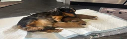 Dachshund dogs for sale: Stunning miniature daxi pups  - Advert 1